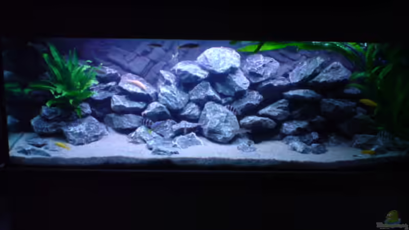 Aquarium Tanganjika-Gesellschaft von Bbert (4)