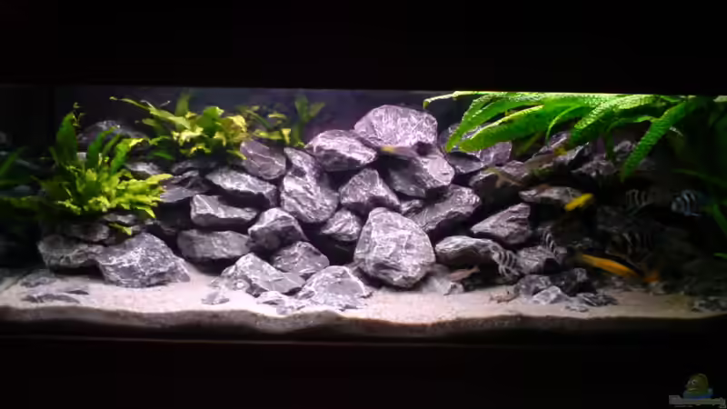 Aquarium Tanganjika-Gesellschaft von Bbert (5)