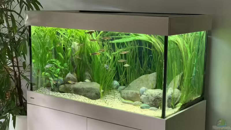 Aquarium Tanganjika Gesellschaftsbecken von Alarich (2)
