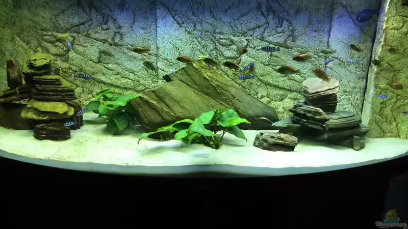 Aquarium Tanganjika/Malawi Mix von Niko Gröters (2)
