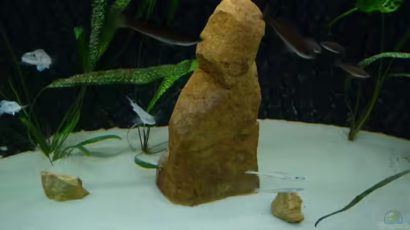 Aquarium Tanganjika Neuanfang von Delta (2)