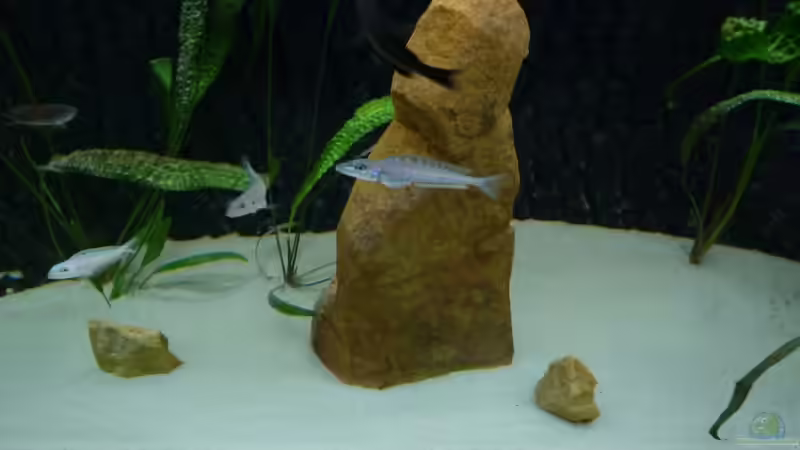 Aquarium Tanganjika Neuanfang von Delta (3)