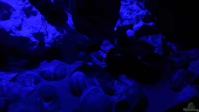 Aquarium Tanganjika sandy stones (Nur noch Beispiel) von Daniel Kastner (6)