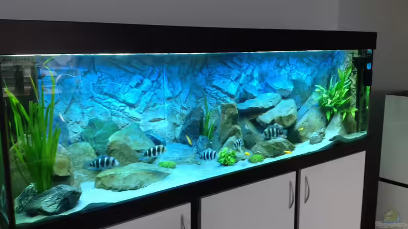 Aquarium Tanganjika Tümpel in NRW von Dirk Brunnenkamp (4)