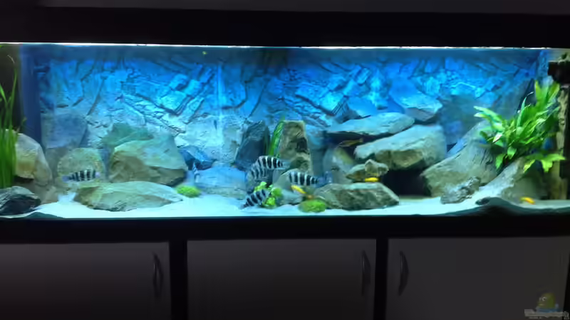 Aquarium Tanganjika Tümpel in NRW von Dirk Brunnenkamp (5)