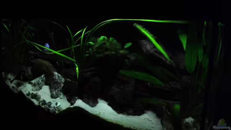 Aquarium Tanganjika von Thimo Schneider (10)