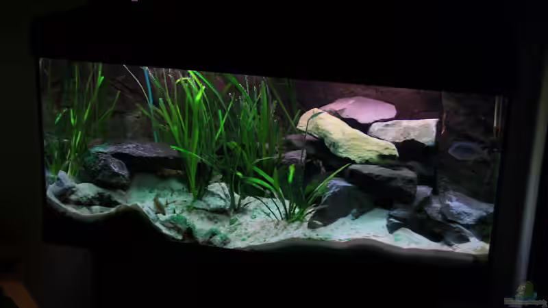 Aquarium Tanganjika von Thimo Schneider (4)