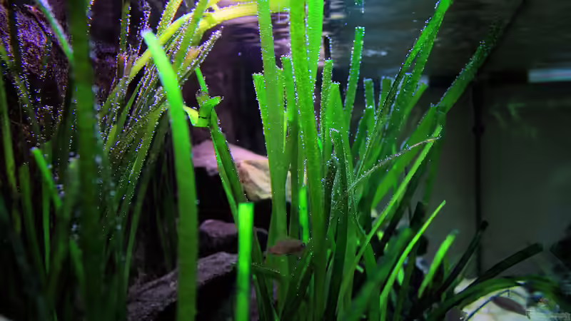 Aquarium Tanganjika von Thimo Schneider (5)