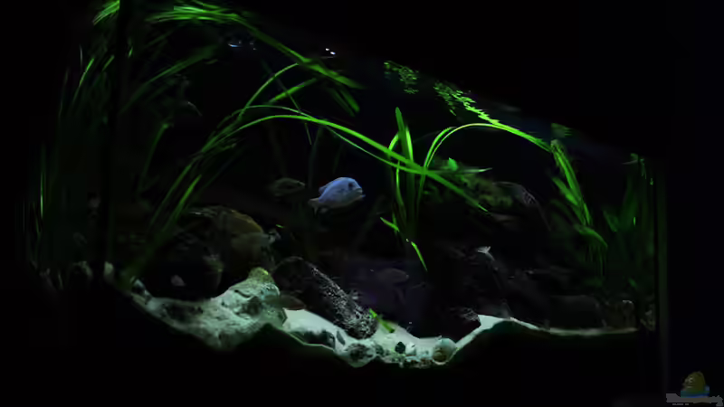 Aquarium Tanganjika von Thimo Schneider (9)
