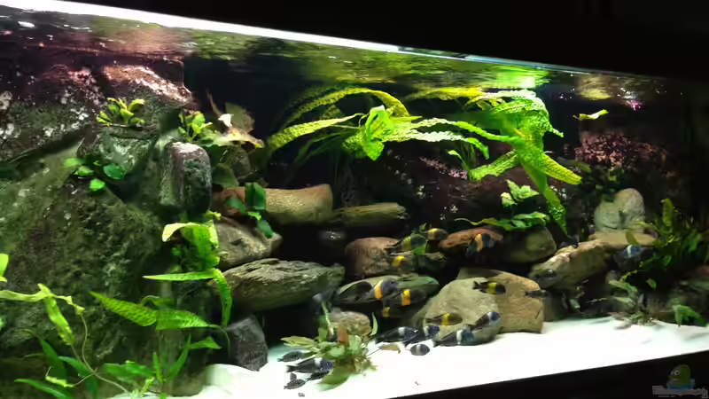 Aquarium Tanganjika zu Hause von Thomas Nohr (2)