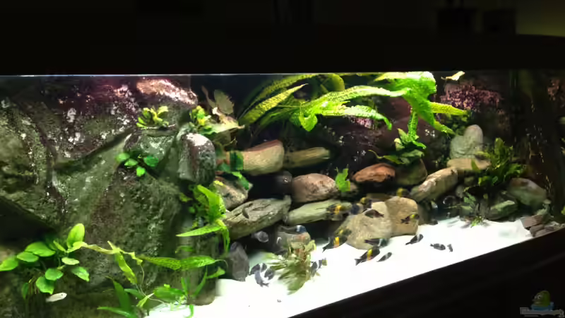 Aquarium Tanganjika zu Hause von Thomas Nohr (3)