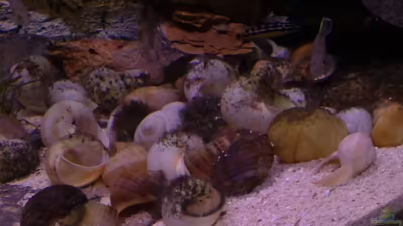 Aquarium Tanganjikabecken von Capitan Hook (11)