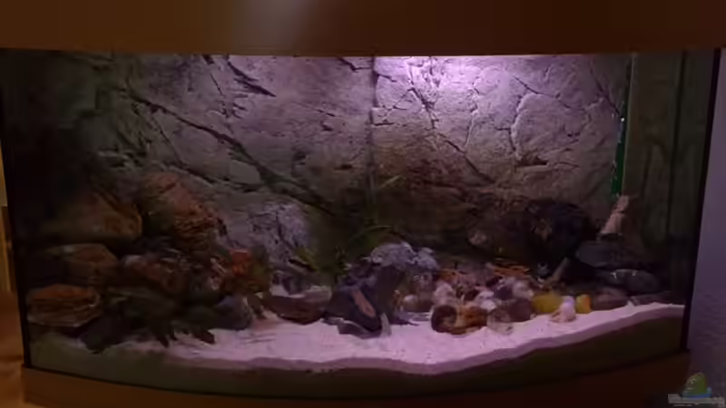 Aquarium Tanganjikabecken von Capitan Hook (2)