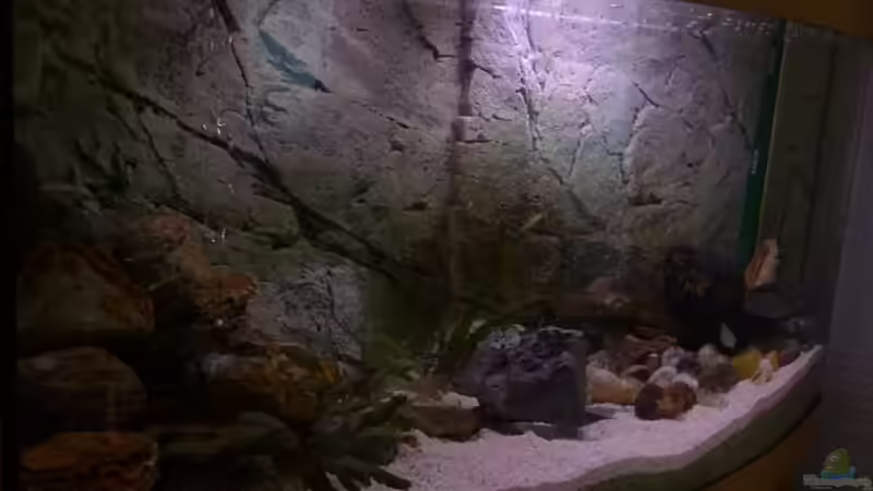 Aquarium Tanganjikabecken von Capitan Hook (4)