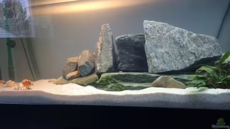 Aquarium Tanganjikabecken von just (2)
