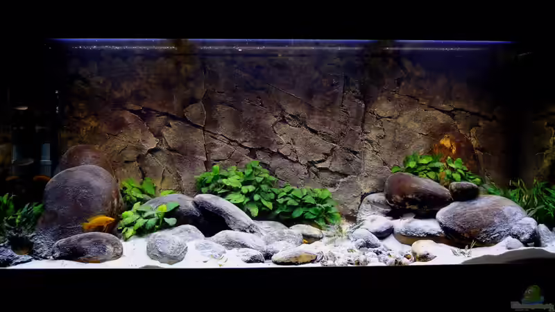 Aquarium Tanganjikatümpel 2.0 von axolotl (2)