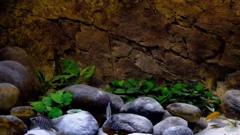 Aquarium Tanganjikatümpel 2.0 von axolotl (4)