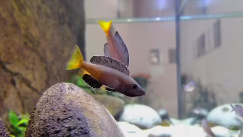 Aquarium Tanganjikatümpel 2.0 von axolotl (5)