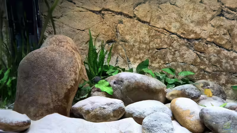 Aquarium Tanganjikatümpel 2.0 von axolotl (6)