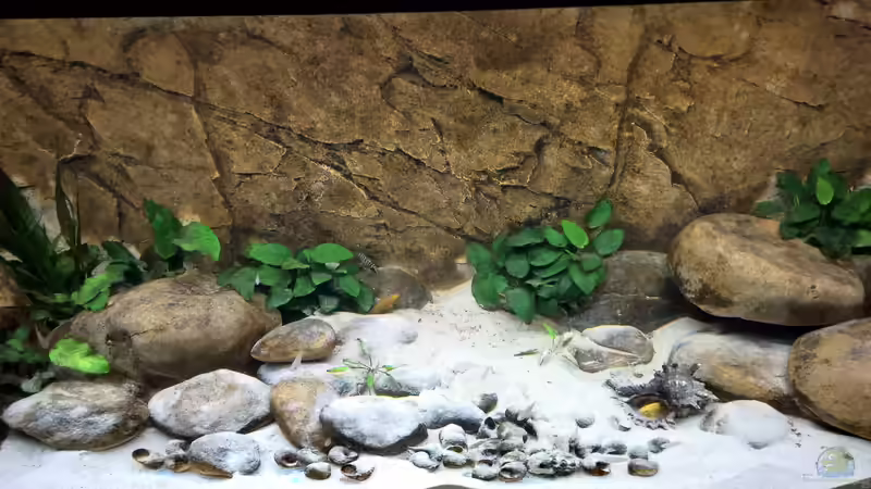 Aquarium Tanganjikatümpel 2.0 von axolotl (8)