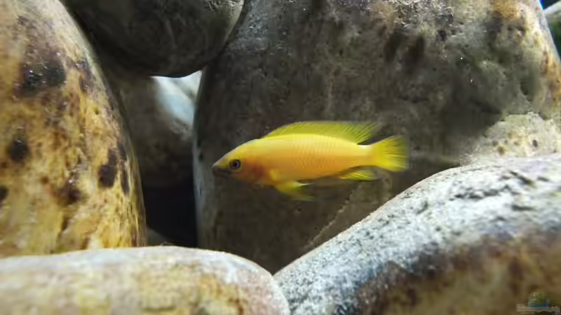 Aquarium Tanganjikatümpel (Nur noch als Beispiel) von axolotl (2)