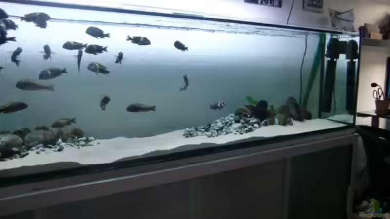 Aquarium Tanganyika-Lakeside von Akula (3)