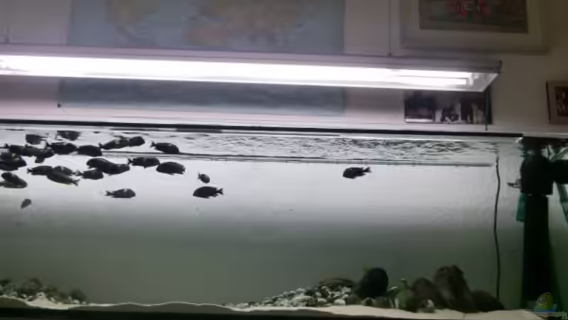 Aquarium Tanganyika-Lakeside von Akula (4)