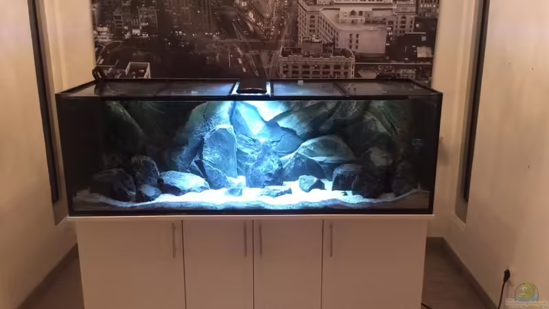 Aquarium Tank 2 NonMbuna von Vin (2)