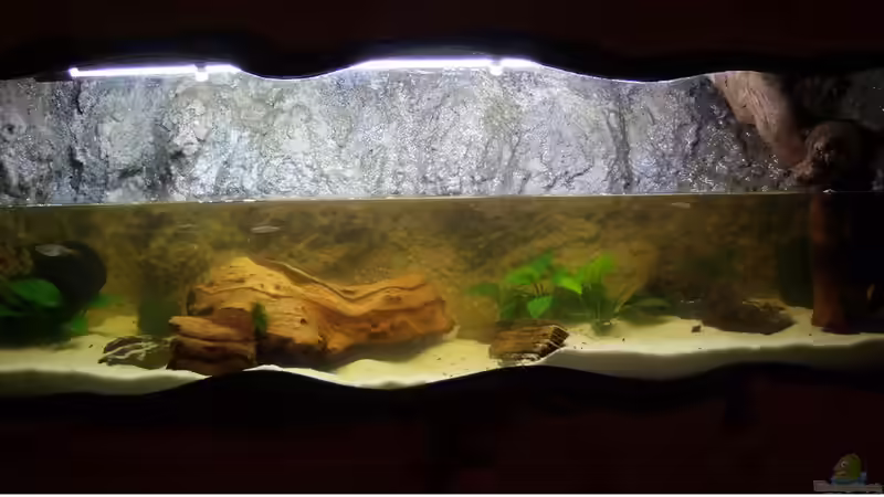 Aquarium Teil 100x30x30 halb hoch befüllt von Betta Chris (2)