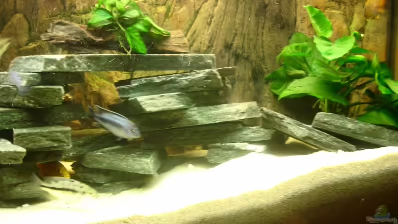 Aquarium Teilansicht von Christian Kraus (3)