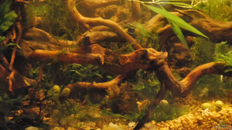 Aquarium tercera conca von lomarraco (11)