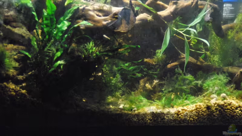 Aquarium tercera conca von lomarraco (12)