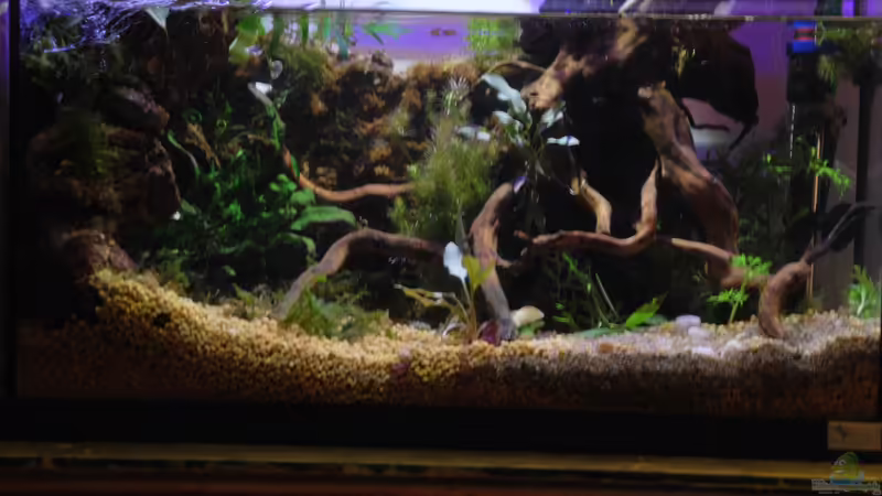 Aquarium tercera conca von lomarraco (13)