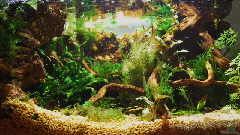 Aquarium tercera conca von lomarraco (14)