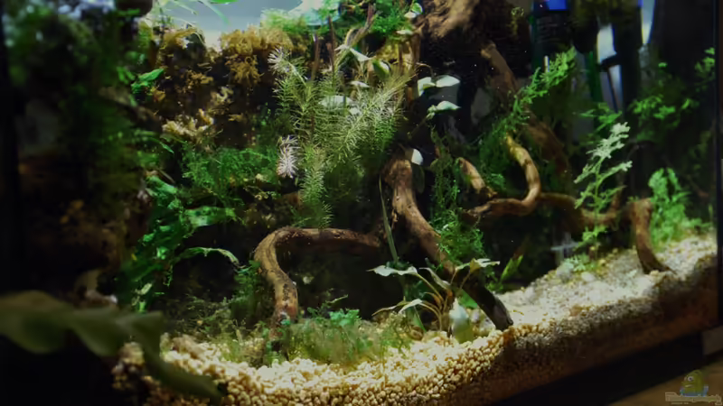 Aquarium tercera conca von lomarraco (15)