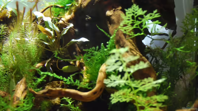 Aquarium tercera conca von lomarraco (17)