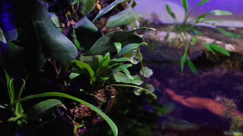 Aquarium tercera conca von lomarraco (18)