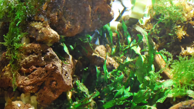 Aquarium tercera conca von lomarraco (19)