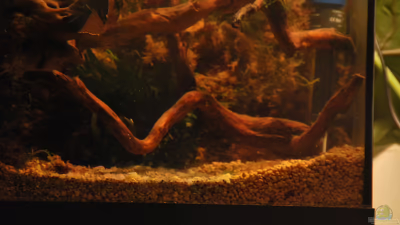 Aquarium tercera conca von lomarraco (7)