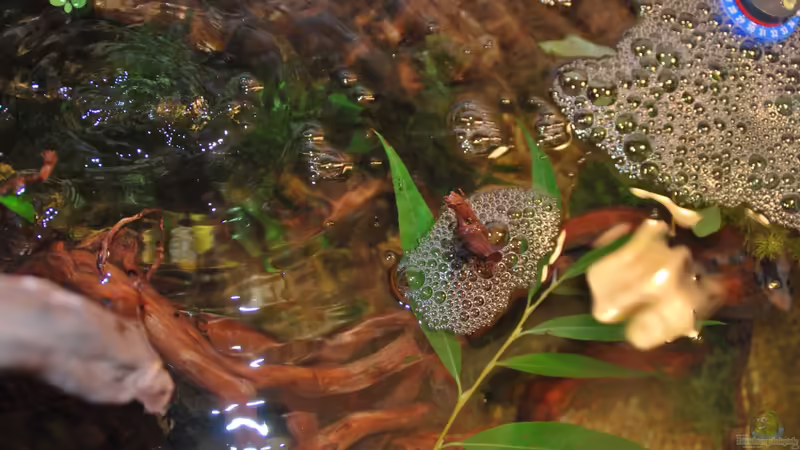 Aquarium tercera conca von lomarraco (9)