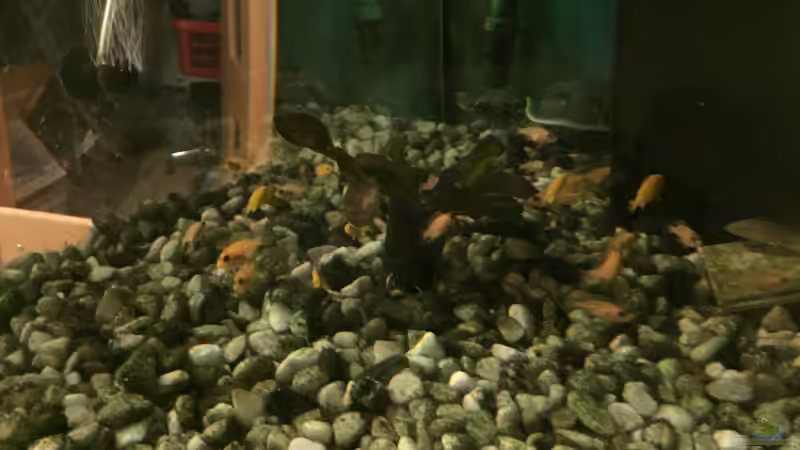 Aquarium Terrarium 34074 von PE_KI (3)