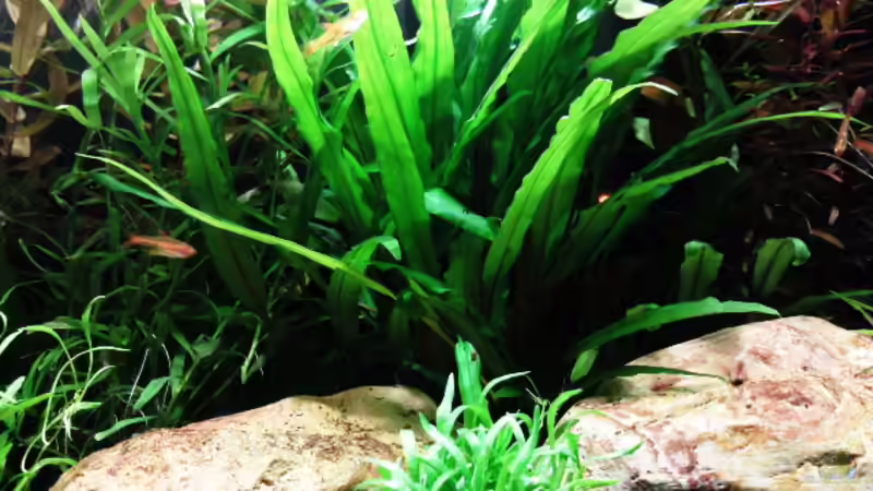 Aquarium Tetra AquaArt30 von +Andre´+ (3)