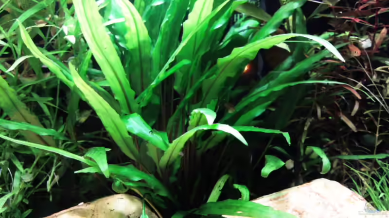 Aquarium Tetra AquaArt30 von +Andre´+ (4)