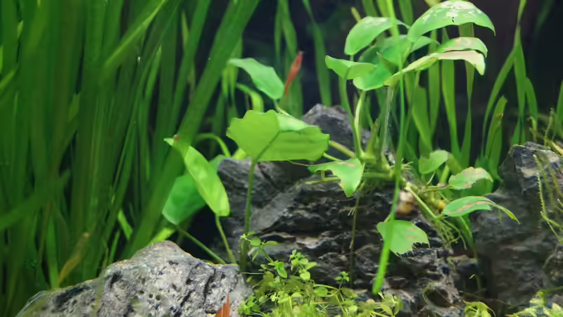 Aquarium TEUTO canyon von Guido Seifert (15)