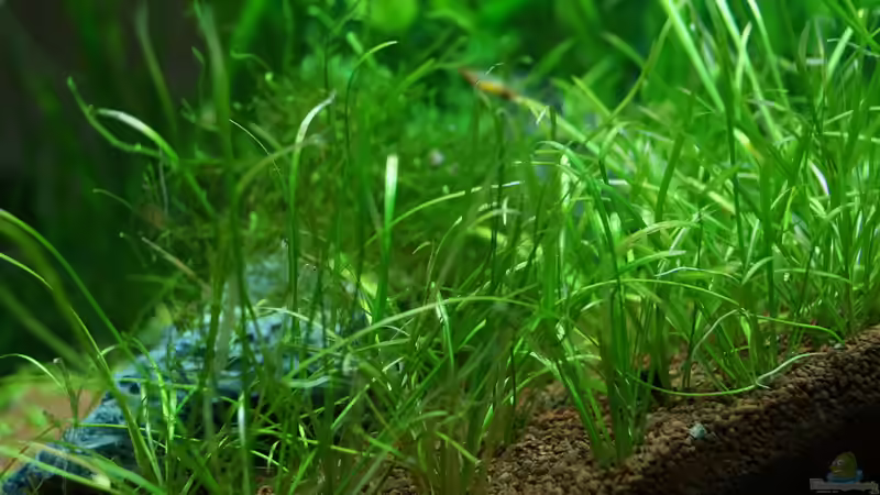 Aquarium TEUTO canyon von Guido Seifert (9)