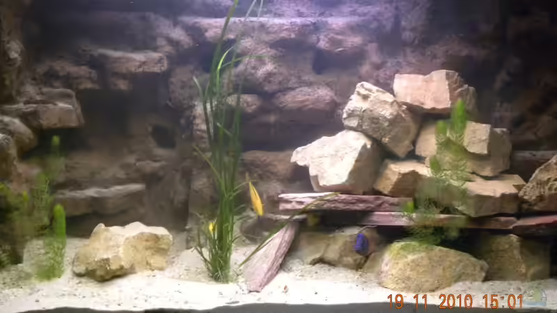 Aquarium The beauty of Malawi von Harry Penner (12)