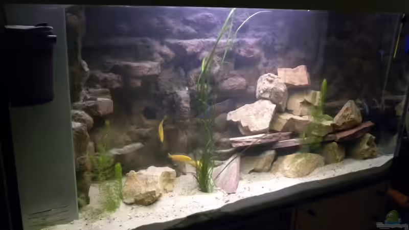 Aquarium The beauty of Malawi von Harry Penner (13)