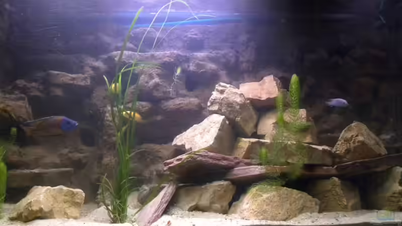 Aquarium The beauty of Malawi von Harry Penner (14)