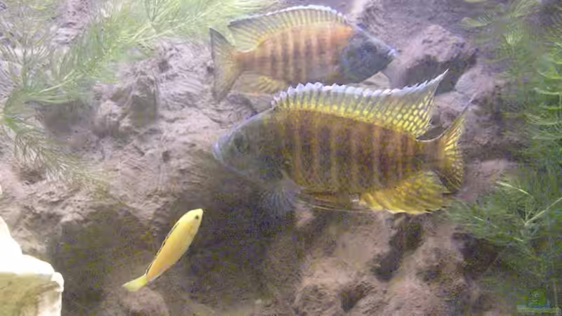 Aquarium The beauty of Malawi von Harry Penner (5)