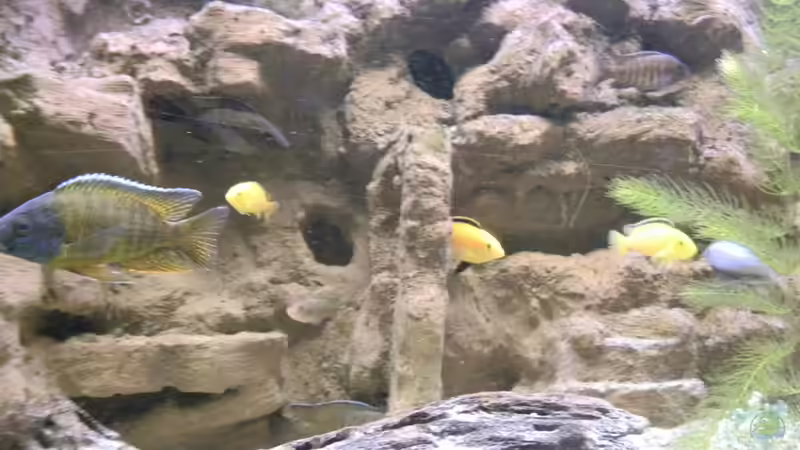 Aquarium The beauty of Malawi von Harry Penner (6)